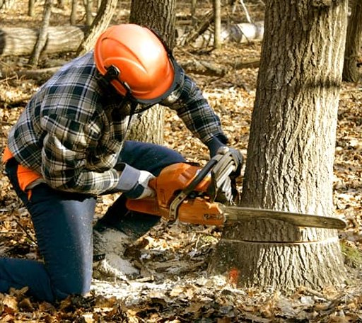 Tree Removal in Brownsville, CA